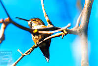 Hummingbird 03092024-4491