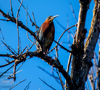 Sepulveda Basin 06152024-4765